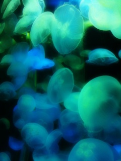 �V�[�p���_�C�X