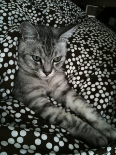 �c�u�c�u�L���b�g