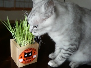 �ށ[����@�ށ[����@�����킹