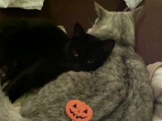 �͂��҂� �͂낤���[��